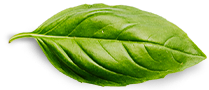Basil Leaf 2